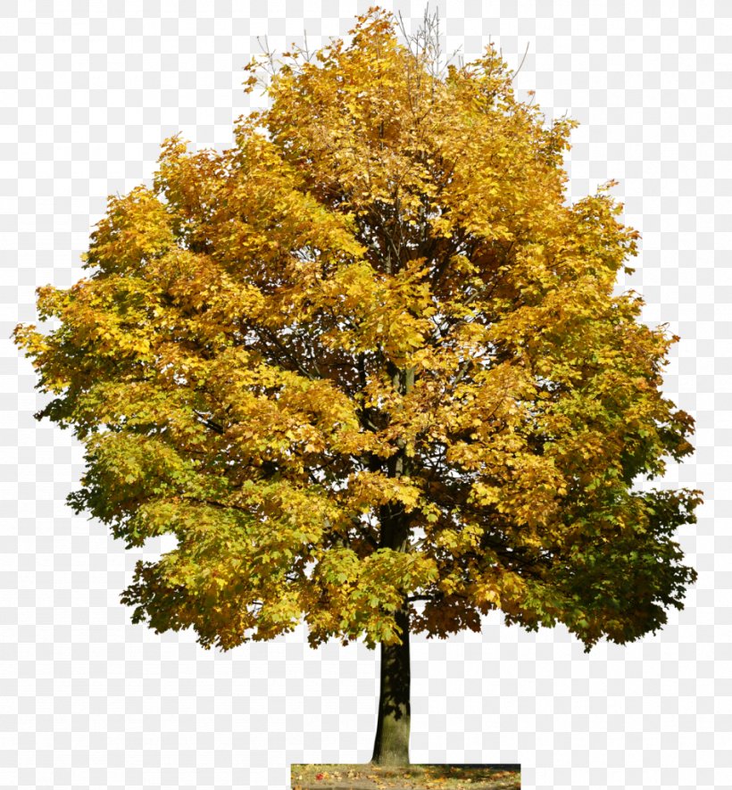 Tree Film Image Adobe Photoshop, PNG, 948x1024px, Tree, Aesculus, American Larch, Autumn, Comedy Download Free
