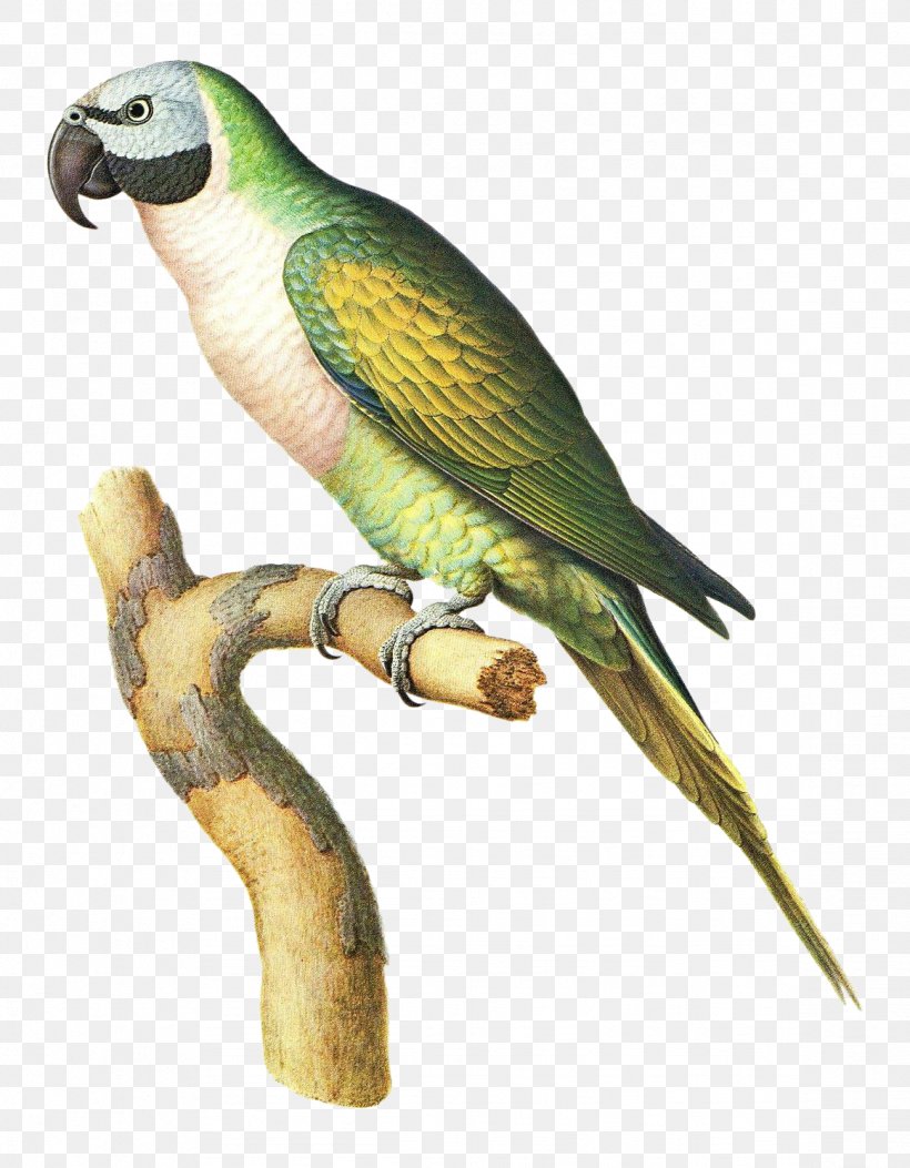 Budgerigar Bird Parrot Parakeet Macaw, PNG, 1163x1494px, Budgerigar, Art, Beak, Bird, Common Pet Parakeet Download Free