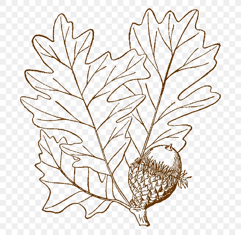 Bur Oak Drawing Twig Tree, PNG, 700x800px, Bur Oak, Black And White, Branch, Commodity, Drawing Download Free