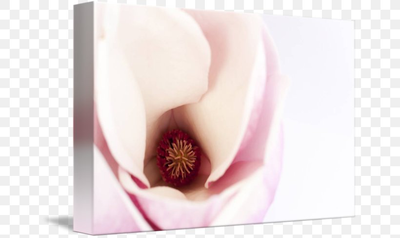 Close-up Lip, PNG, 650x487px, Closeup, Close Up, Flower, Lip, Petal Download Free