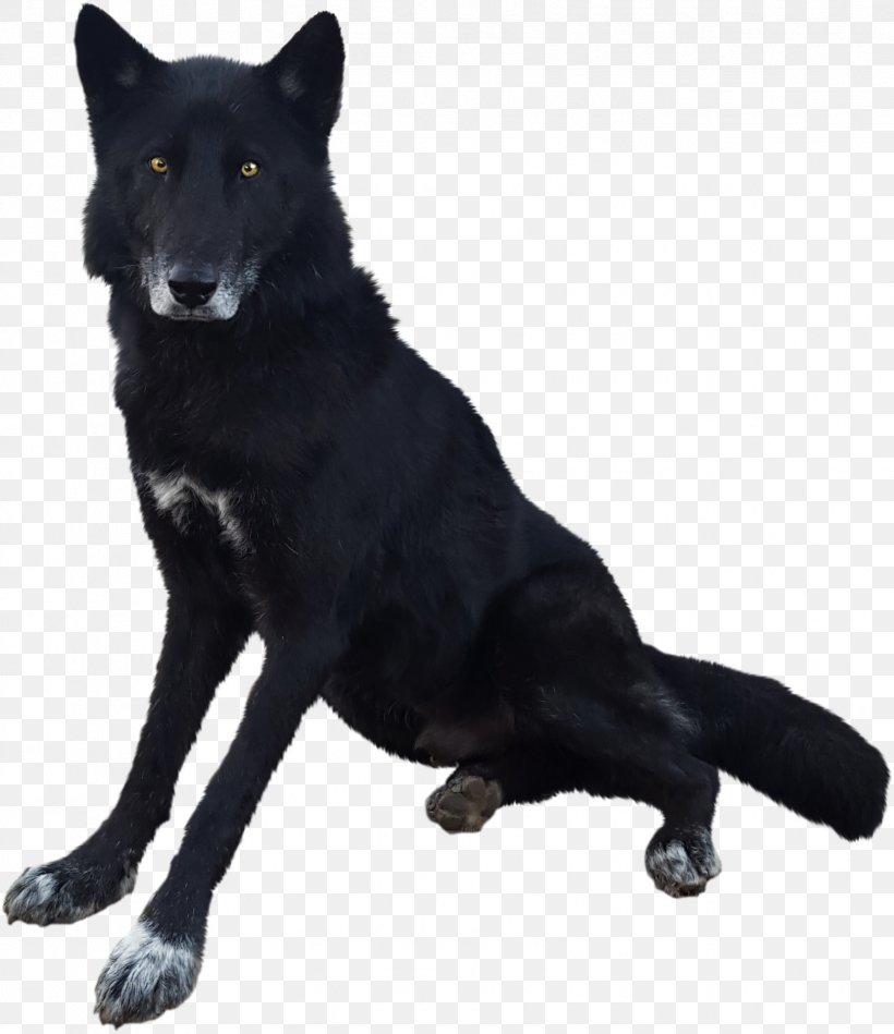 Dog Breed Kunming Wolfdog Fur, PNG, 1659x1920px, Dog Breed, Breed, Carnivoran, Dog, Dog Breed Group Download Free