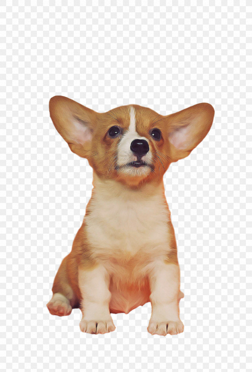 Dog Welsh Corgi Pembroke Welsh Corgi Cardigan Welsh Corgi Puppy, PNG, 1278x1886px, Dog, Cardigan Welsh Corgi, Chihuahua, Companion Dog, Corgichihuahua Download Free