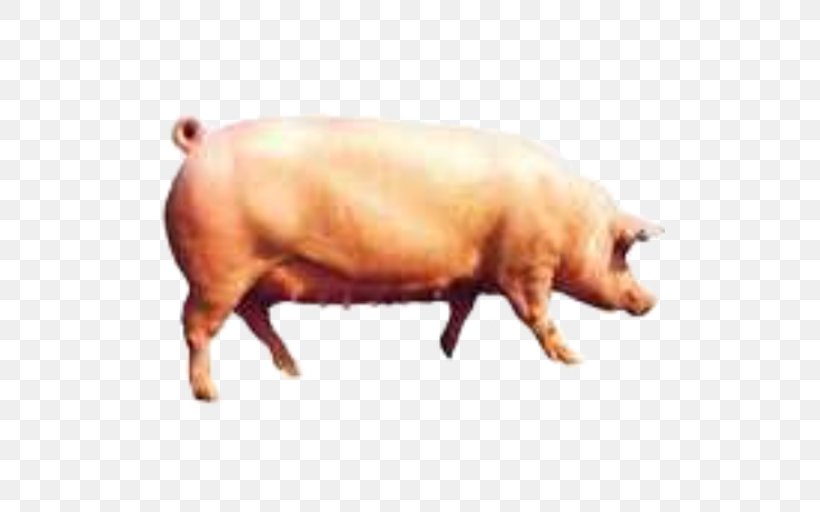 Domestic Pig Pig's Ear Snout, PNG, 512x512px, Domestic Pig, Ear, Livestock, Mammal, Pig Download Free