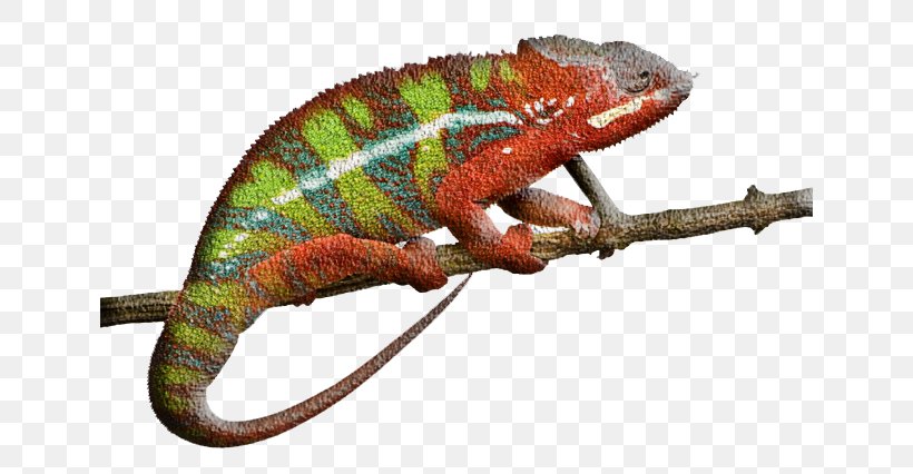 Panther Chameleon Reptile Ambilobe Lizard Stock Photography, PNG, 640x426px, Panther Chameleon, African Chameleon, Ambilobe, Chameleon, Chameleons Download Free