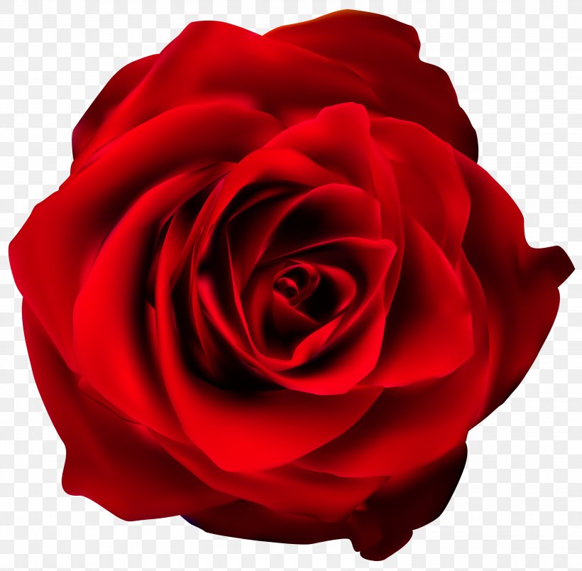 Rose Red Clip Art, PNG, 3000x2943px, Rose, Cut Flowers, Drawing, Floribunda, Flower Download Free