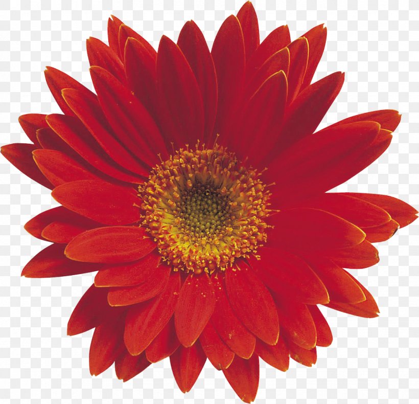 Artificial Flower Desktop Wallpaper Clip Art, PNG, 1129x1088px, Flower, Annual Plant, Artificial Flower, Blanket Flowers, Blume Download Free