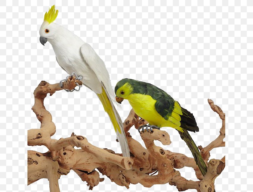 Budgerigar Cockatiel True Parrot Parakeet, PNG, 641x625px, 3d Computer Graphics, Budgerigar, Beak, Bird, Cockatiel Download Free