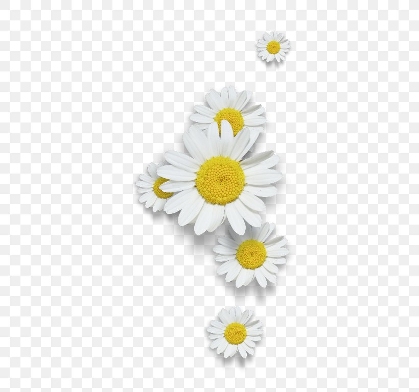 Common Daisy Chamomile, PNG, 339x768px, Common Daisy, Chamaemelum Nobile, Chamomile, Chrysanths, Daisy Download Free