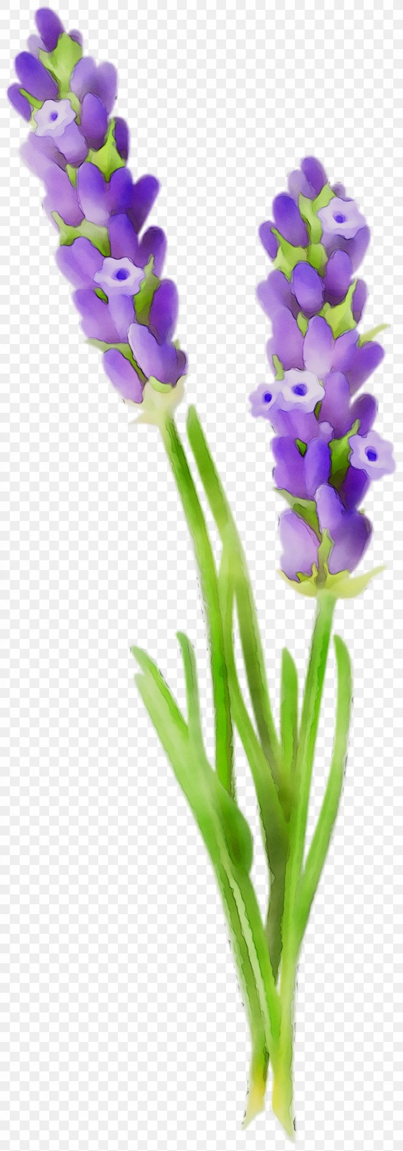 English Lavender Cut Flowers Plant Stem Hyacinth, PNG, 927x2648px, English Lavender, Cut Flowers, Family M Invest Doo, Flower, Flowering Plant Download Free
