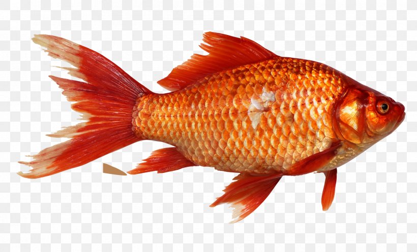 Goldfish Carp Fishing, PNG, 1993x1210px, Goldfish, Aquarium, Aquascaping, Bony Fish, Carassius Download Free