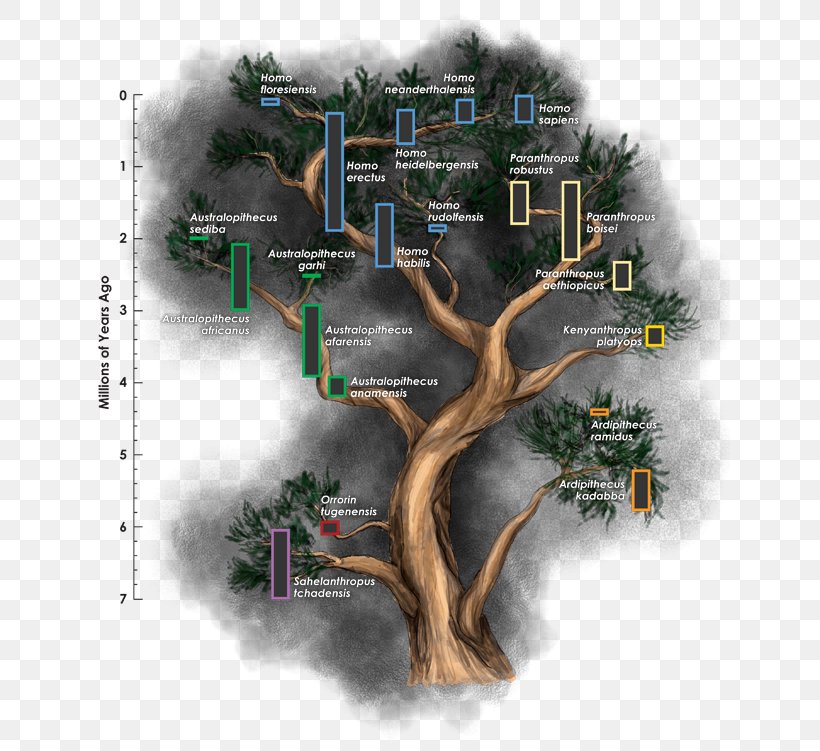 Homo Sapiens Hominini Human Evolution Australopithecus Sediba Australopithecus Garhi, PNG, 640x751px, Homo Sapiens, Ape, Ardipithecus Ramidus, Australopithecus Garhi, Australopithecus Sediba Download Free