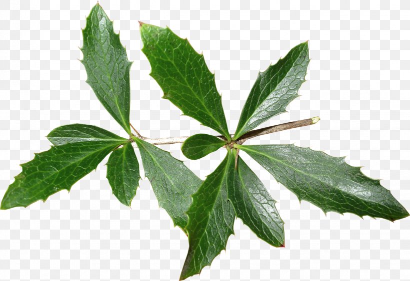 Leaf Tree Herb, PNG, 1233x847px, Leaf, Herb, Ivy, Plant, Tree Download Free