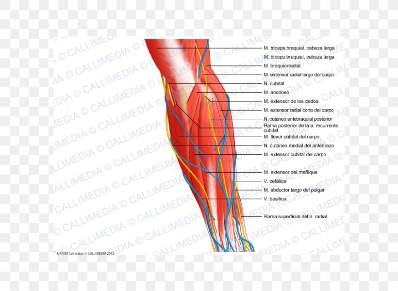 Muscle Blood Vessel Forearm Nerve, PNG, 600x600px, Watercolor, Cartoon, Flower, Frame, Heart Download Free