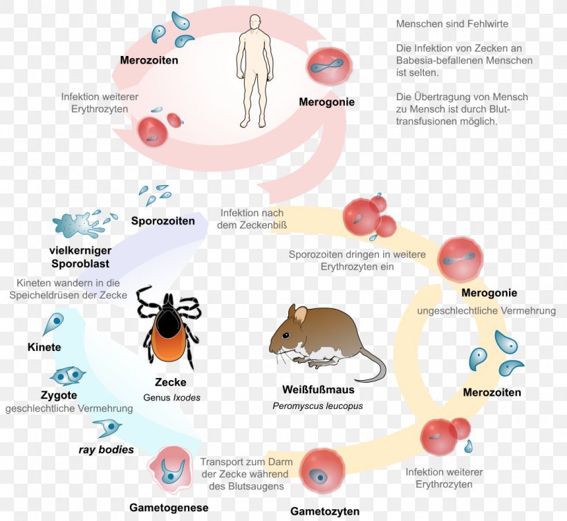 Babesiosis Lyme Disease Babesia Parasitism Coinfection, PNG, 1113x1024px, Babesiosis, Apicomplexa, Babesia, Biological Life Cycle, Brand Download Free
