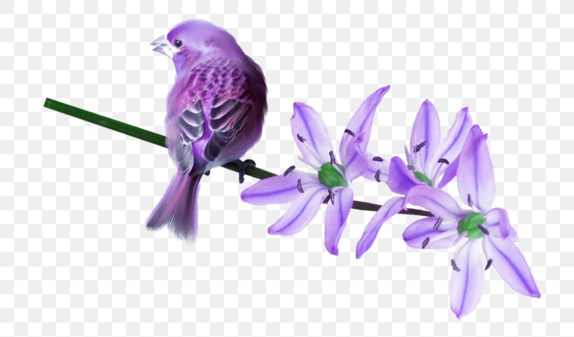 Bird Violet Purple Lilac, PNG, 800x481px, Bird, Animal, Animation, Beak, Blog Download Free