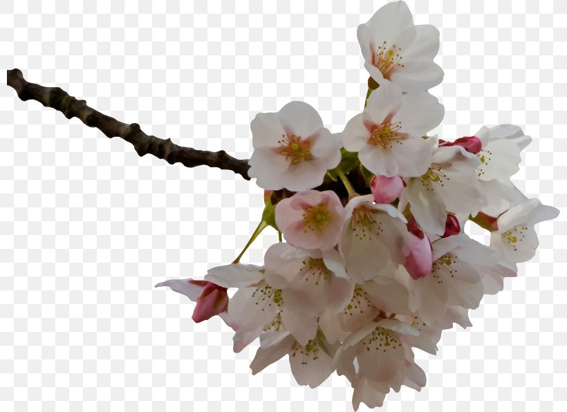 Cherry Blossom Flower Clip Art, PNG, 800x596px, Cherry Blossom, Blossom, Branch, Cherry, Cut Flowers Download Free