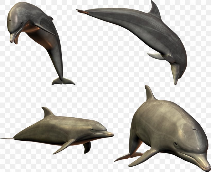 Common Bottlenose Dolphin Porpoise Clip Art, PNG, 1000x819px, Common Bottlenose Dolphin, Baiji, Bottlenose Dolphin, Dolphin, Dolphin Browser Download Free