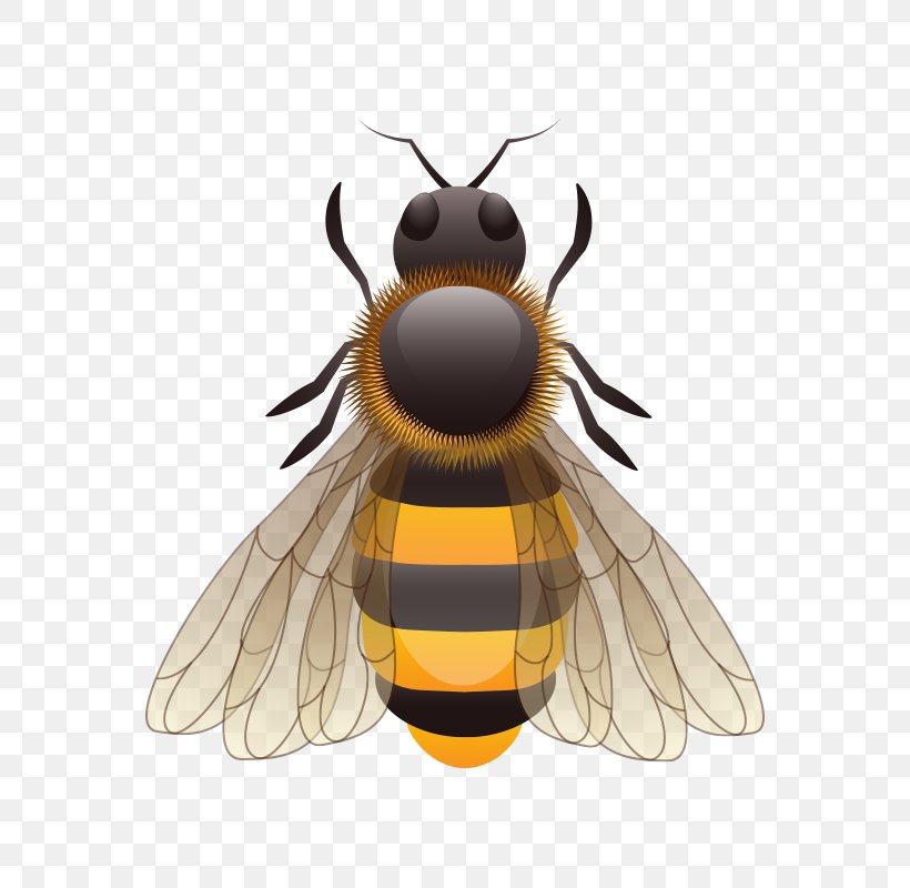 European Dark Bee Insect Beekeeping Download, PNG, 800x800px, European Dark Bee, Arthropod, Bee, Beekeeper, Beekeeping Download Free