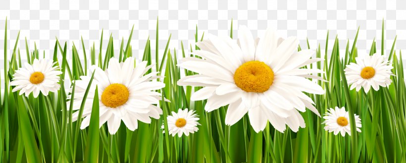Flower Lawn Clip Art, PNG, 1600x643px, Flower, Blue, Commodity, Daisy, Daisy Family Download Free