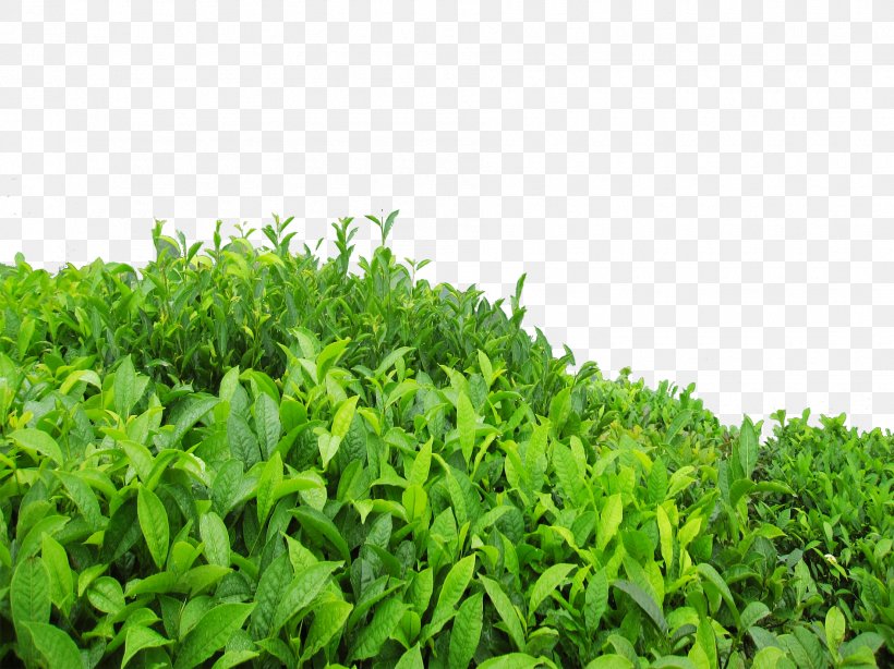 Green Tea Oolong Longjing Tea High-mountain Tea, PNG, 1890x1417px, Plant, Grass, Groundcover, Herb, Shrub Download Free