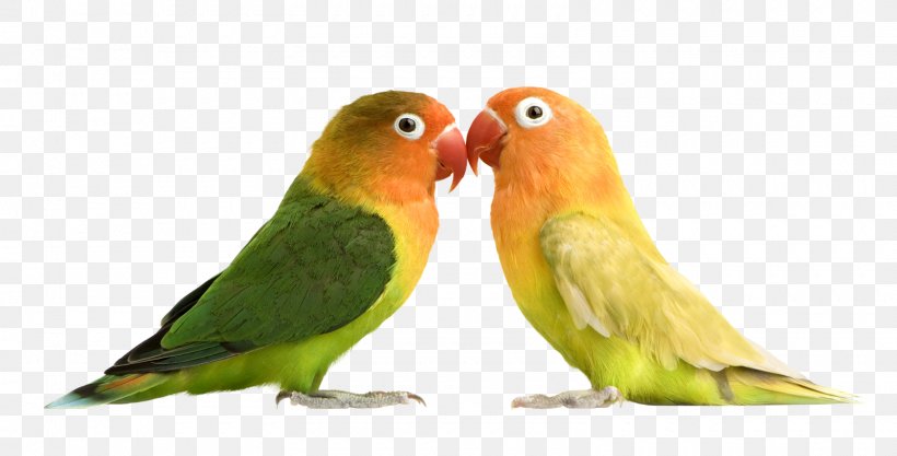 Parrot Budgerigar Rosy-faced Lovebird Lilian's Lovebird, PNG, 1600x815px, Parrot, Beak, Bird, Budgerigar, Cockatiel Download Free
