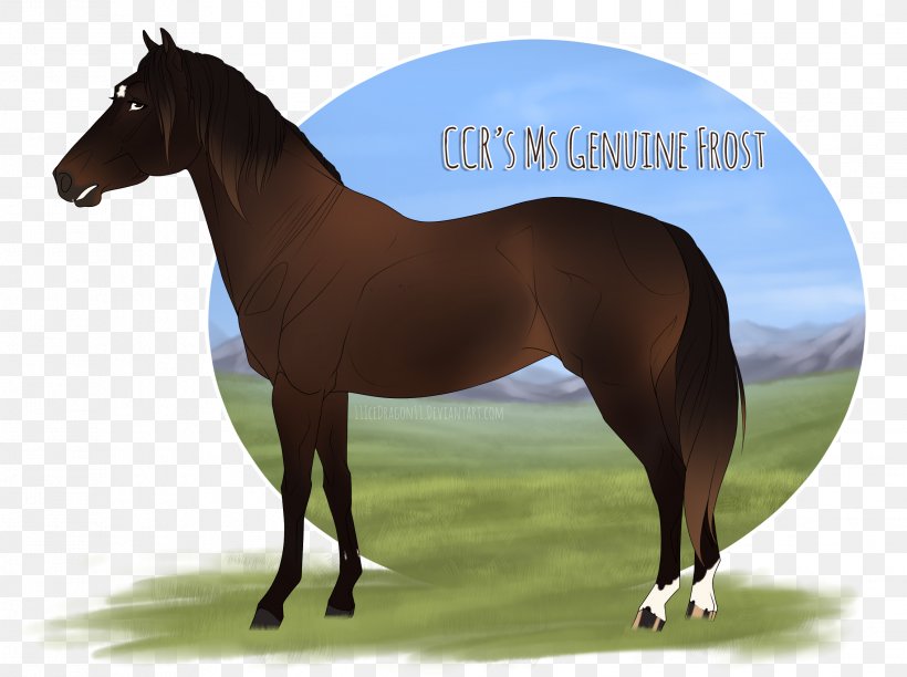 Stallion Mustang Mare Halter Pony, PNG, 2268x1695px, Stallion, Bridle, Colt, Grass, Halter Download Free