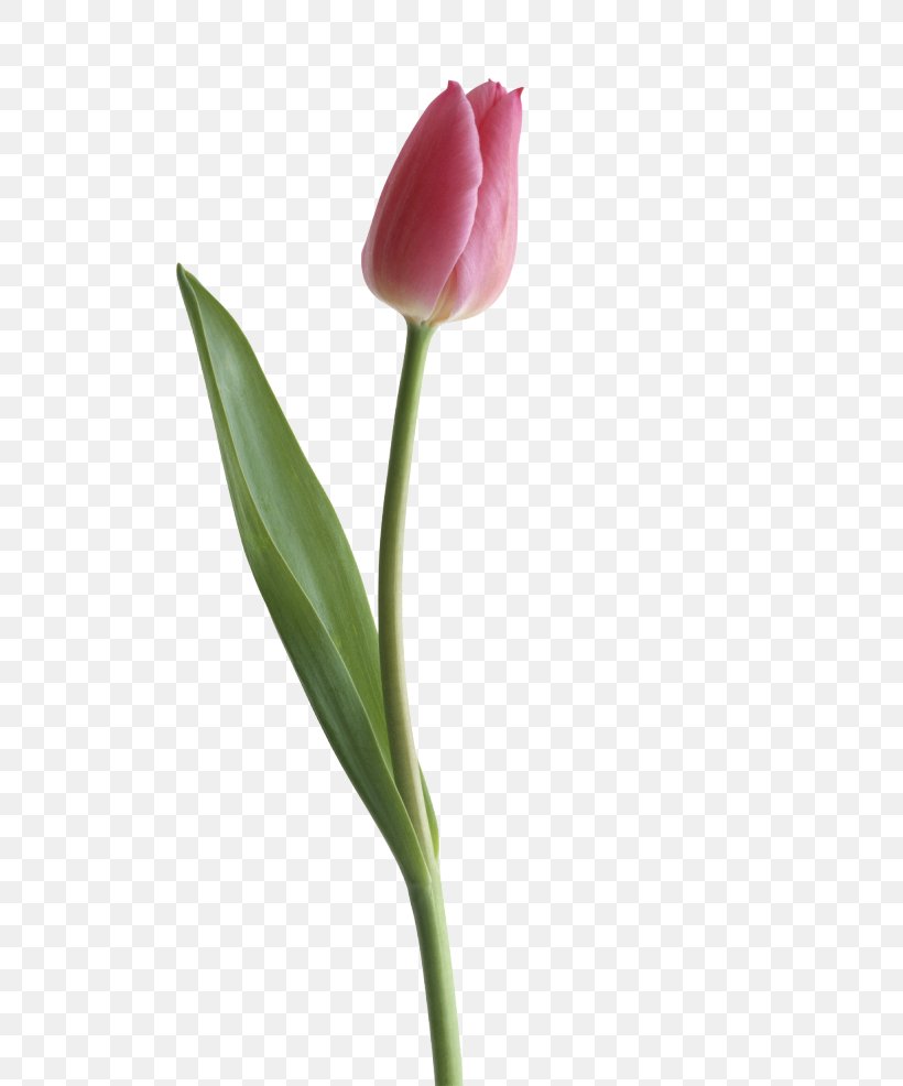 Tulipa Gesneriana Clip Art, PNG, 700x986px, Tulipa Gesneriana, Bud, Color, Cut Flowers, Flower Download Free