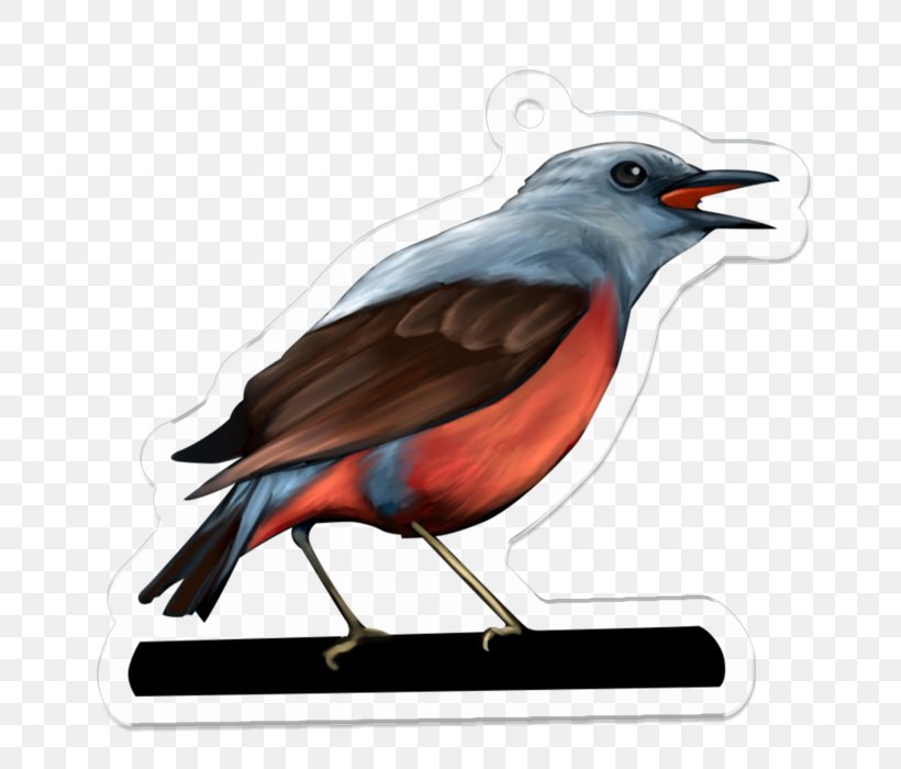 Beak Fauna Illustration Feather, PNG, 700x700px, Beak, Bird, Fauna, Feather, Wing Download Free