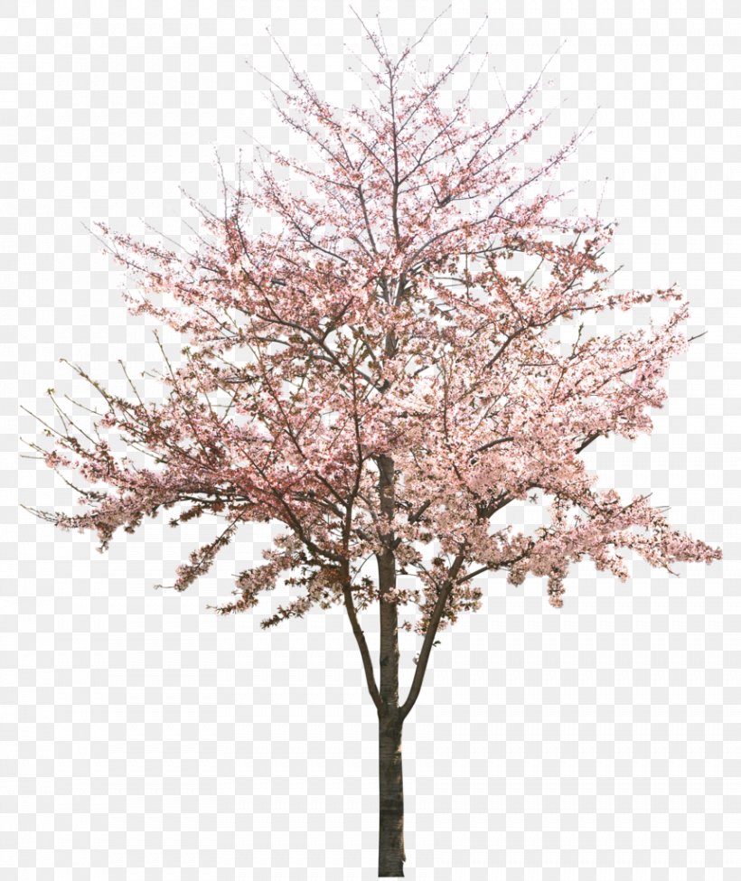 Cherry Blossom Tree, PNG, 861x1024px, Cherry Blossom, Blossom, Branch, Cherry, Computer Software Download Free