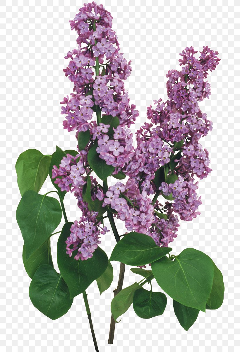 Lilac Flower, PNG, 717x1200px, Lilac, Branch, Flower, Flowering Plant, Lavender Download Free