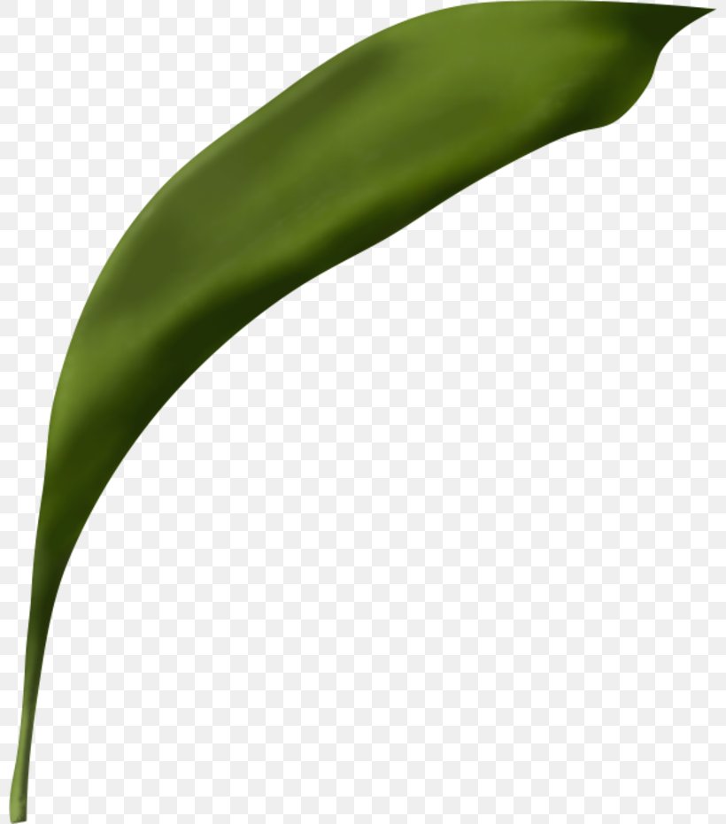 Leaf JPEG Adobe Photoshop Painting, PNG, 800x931px, Leaf, Blume, Flower, Grass, Painting Download Free