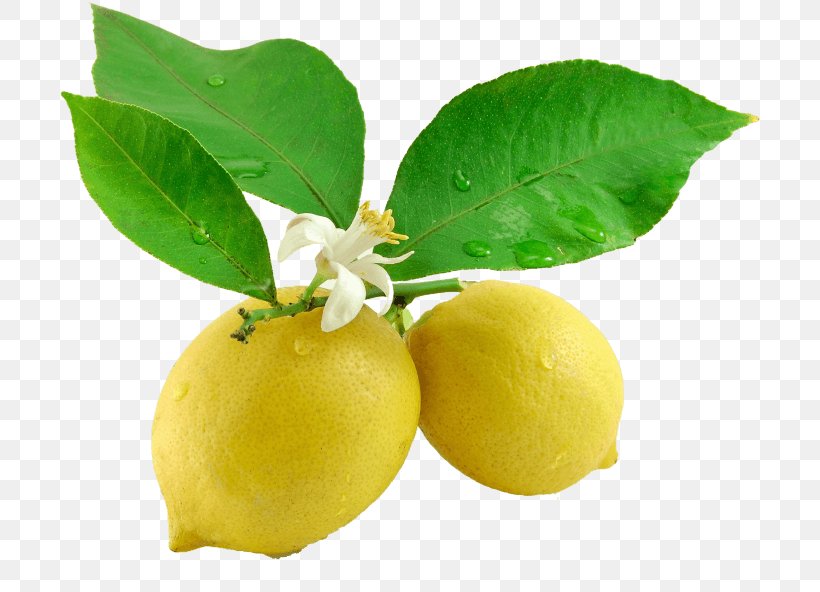 Lemonade Juice Leaf Fruit, PNG, 700x592px, Lemon, Bitter Orange, Citric Acid, Citron, Citrus Download Free