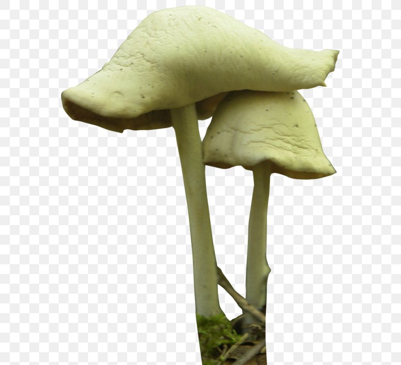 Mushroom Festival Fungus Psilocybin Mushroom, PNG, 600x746px, Mushroom Festival, Agaricaceae, Edible Mushroom, Fungus, Mushroom Download Free
