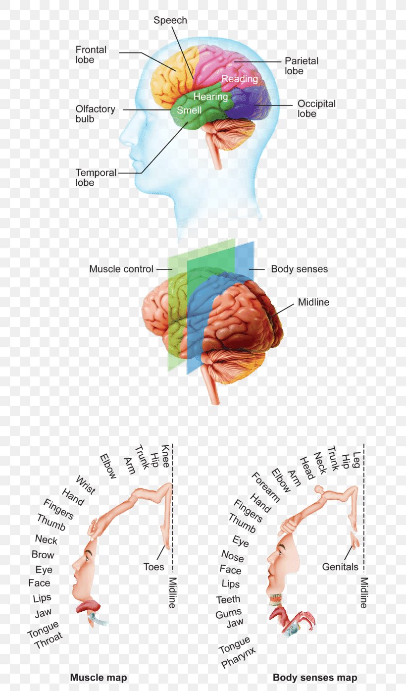Human Brain Cerebral Cortex Anatomy Cerebrum, PNG, 800x1395px, Watercolor, Cartoon, Flower, Frame, Heart Download Free
