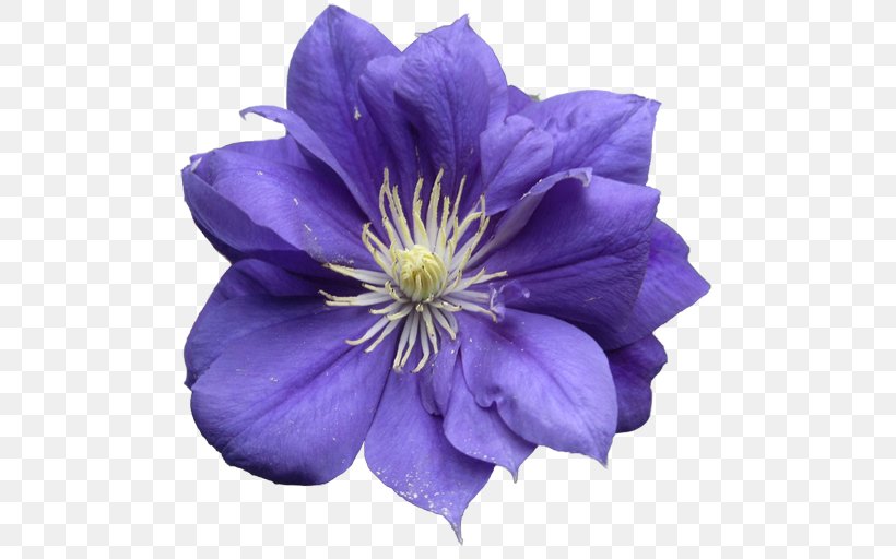 Lavender Blue Lilac Violet Purple, PNG, 510x512px, Lavender, Annual Plant, Blue, Clematis, Cobalt Download Free
