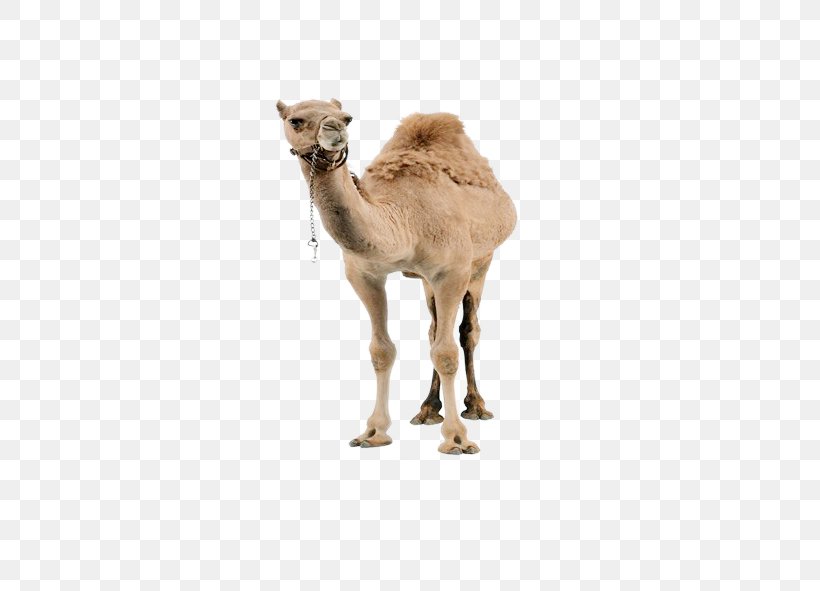 Dromedary Llama Christmas, PNG, 591x591px, Dromedary, Arabian Camel, Camel, Camel Like Mammal, Caravan Download Free