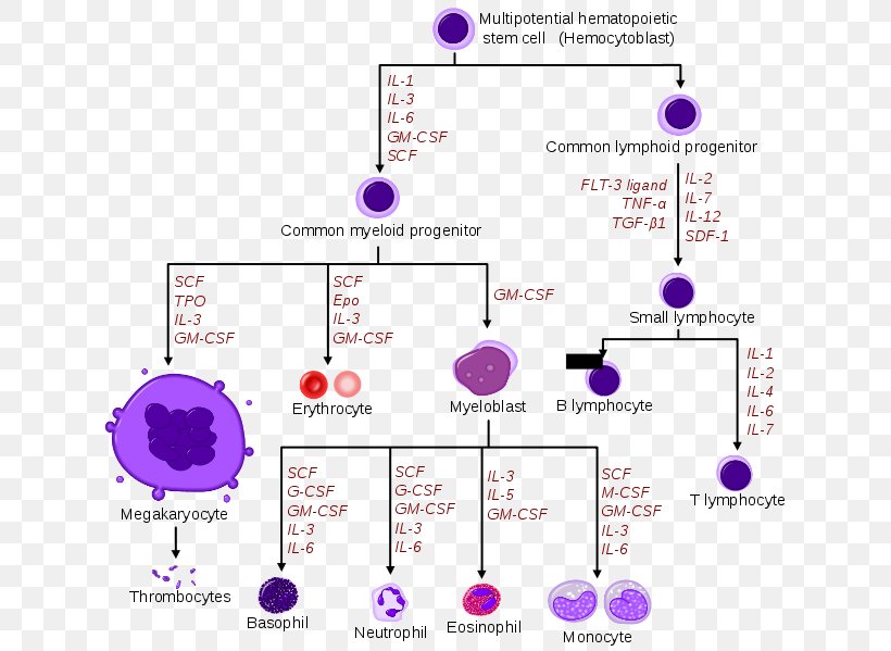 Haematopoiesis Hematopoietic Stem Cell Hemopoietic Growth Factor, PNG, 637x599px, Haematopoiesis, Area, Blood, Blood Cell, Cell Download Free