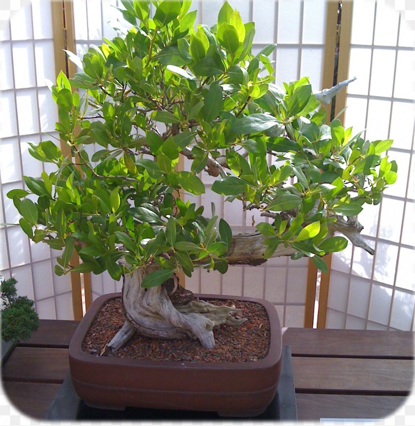 Sageretia Theezans Bonsai Tree Houseplant Flowerpot, PNG, 1200x1231px, Sageretia Theezans, Bonsai, Flowerpot, Herb, Houseplant Download Free