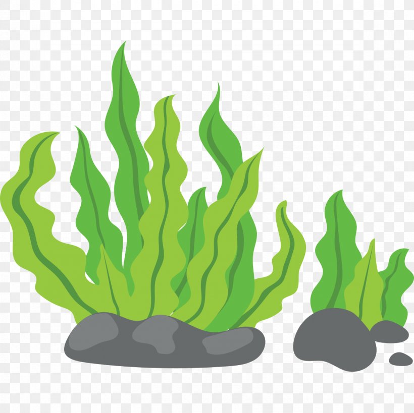 Seaweed Clip Art, PNG, 1181x1181px, Seaweed, Aquatic Animal, Aquatic Plant, Color, Flowerpot Download Free