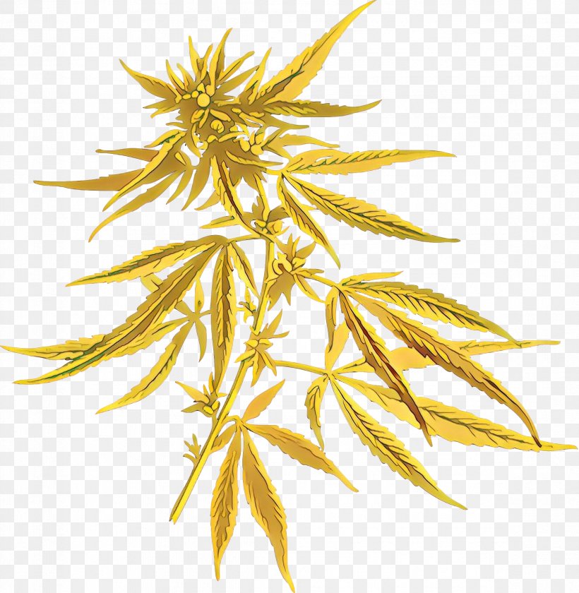 Yellow Plant Leaf Flowering Plant Flower, PNG, 2341x2399px, Cartoon, Flower, Flowering Plant, Hemp Family, Leaf Download Free