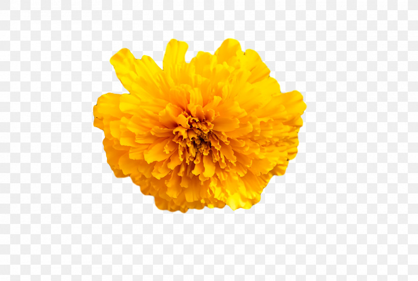 Chrysanthemum Sunflower Seed Pot Marigold Yellow Pollen, PNG, 1920x1294px, Chrysanthemum, Calendula, Computer, M, Pollen Download Free