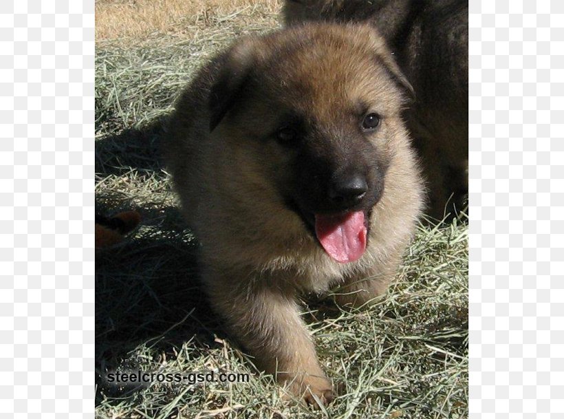 Kunming Wolfdog Norwegian Elkhound King Shepherd Rare Breed (dog) Dog Breed, PNG, 609x609px, Kunming Wolfdog, Breed, Carnivoran, Dog, Dog Breed Download Free