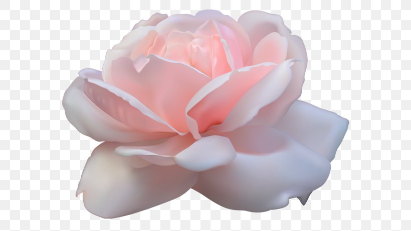 Rose Clip Art, PNG, 600x462px, Rose, Cut Flowers, Drawing, Flower, Flowering Plant Download Free