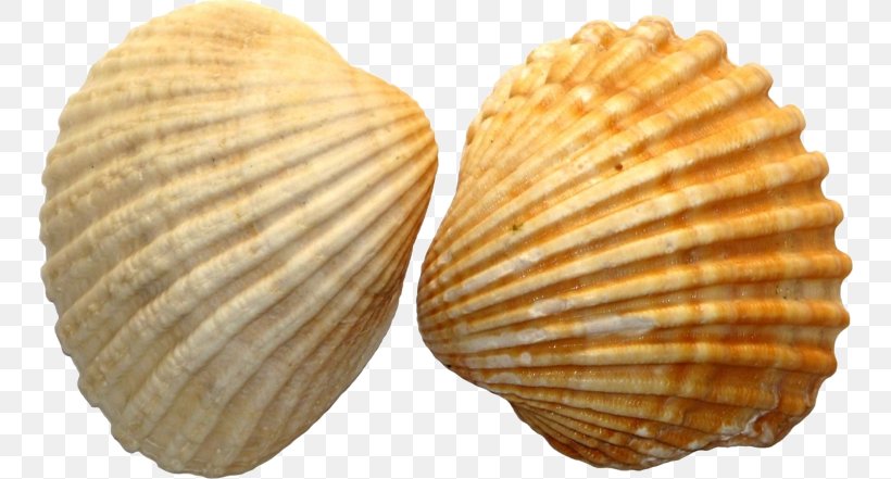 Seashell Desktop Wallpaper, PNG, 750x441px, Seashell, Clam, Clams Oysters Mussels And Scallops, Cockle, Conch Download Free