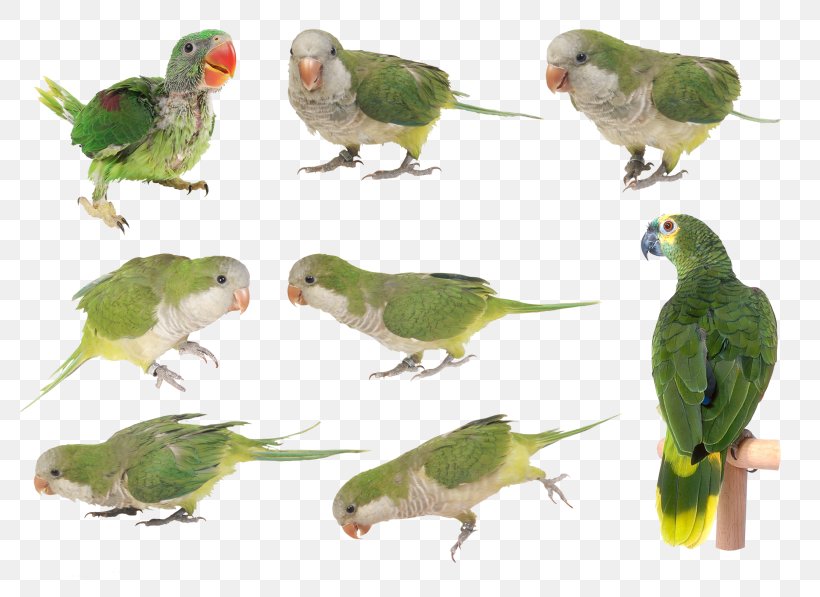 Budgerigar Parakeet Lovebird Beak Feather, PNG, 800x597px, Budgerigar, Adaptation, Beak, Bird, Bird Supply Download Free