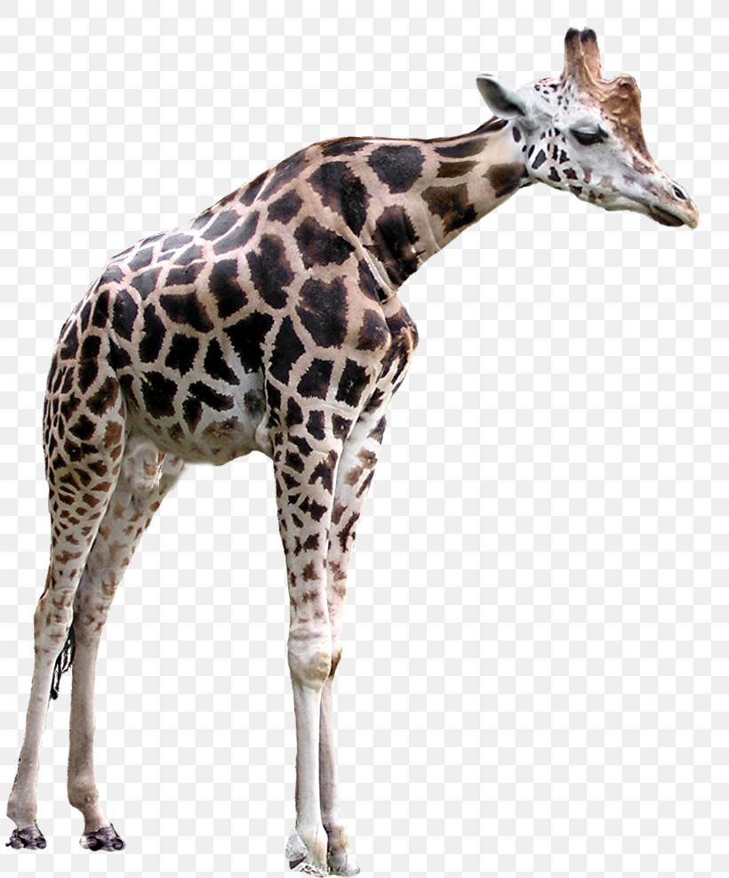 Giraffe GIMP Clip Art, PNG, 809x987px, Giraffe, Animal, Fauna, Gimp, Giraffidae Download Free