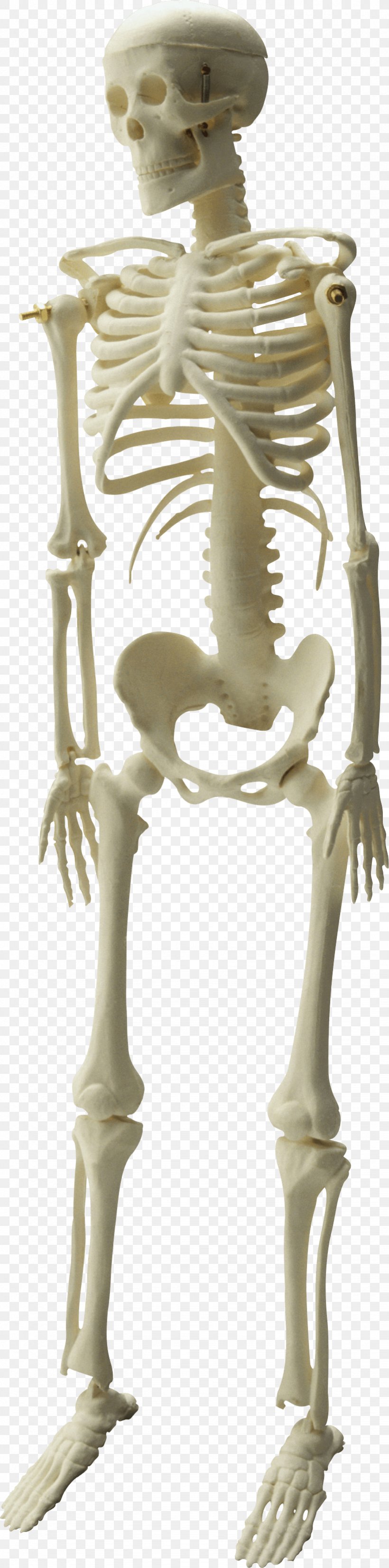 Skeleton Image File Formats Clip Art, PNG, 821x3305px, Skeleton, Figurine, Human Skeleton, Image File Formats, Joint Download Free