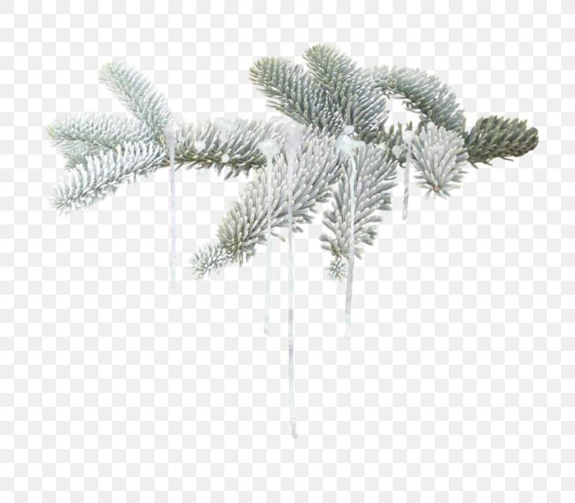 Branch Winter Twig, PNG, 800x717px, Branch, Conifer, Fir, Information, Leaf Download Free