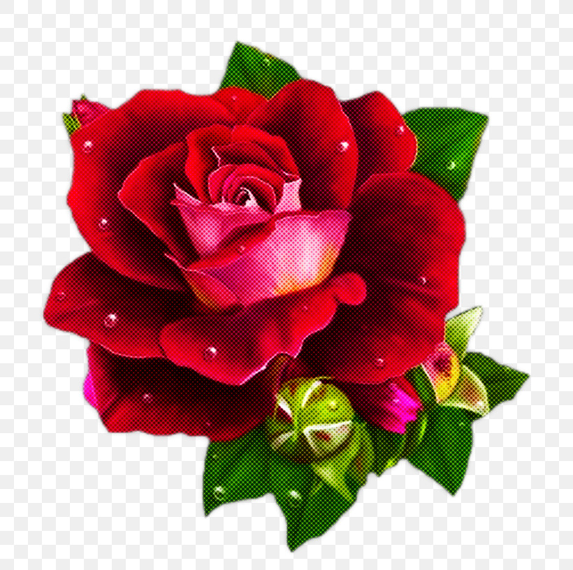 Garden Roses, PNG, 800x816px, Flower, Artificial Flower, Bouquet, Cut Flowers, Floribunda Download Free