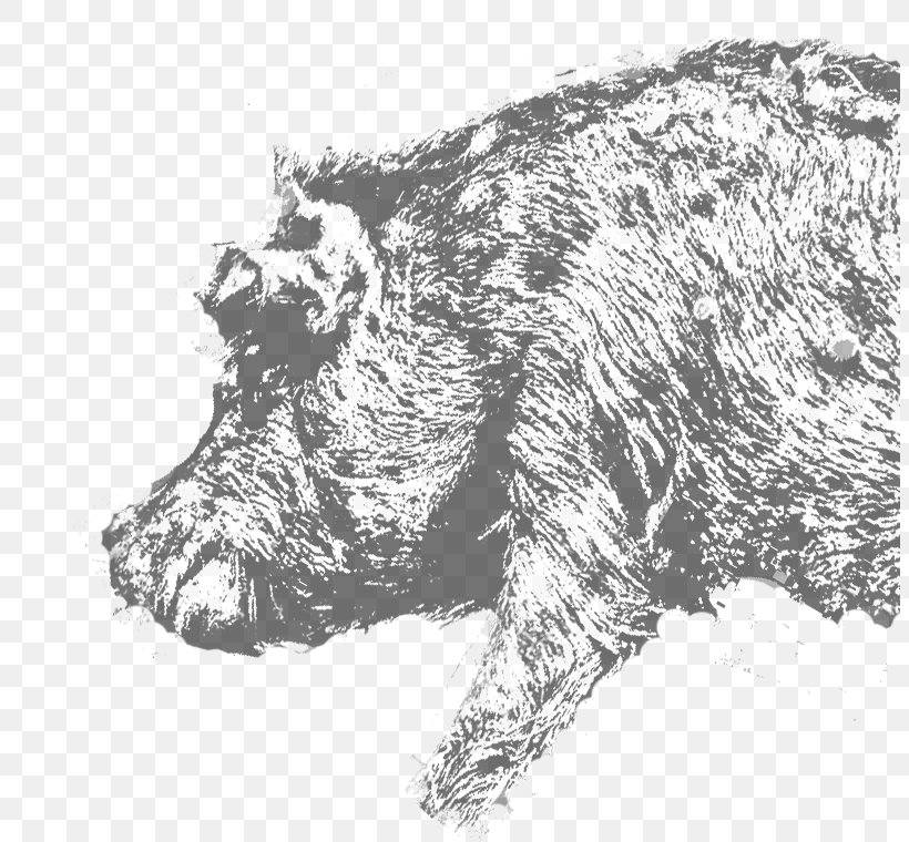 Wild Boar Mount Olympus Farma Fotiadi S.A., PNG, 804x760px, Wild Boar, Black And White, Carnivoran, Dog, Dog Like Mammal Download Free